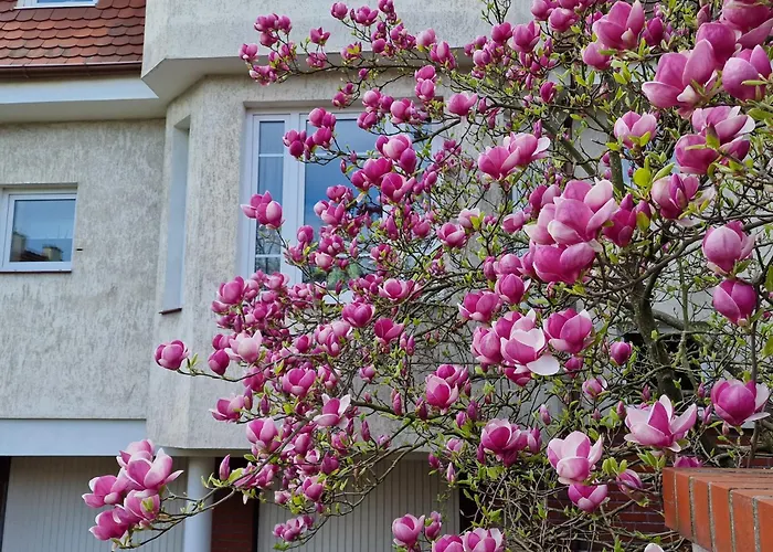 Magnolia